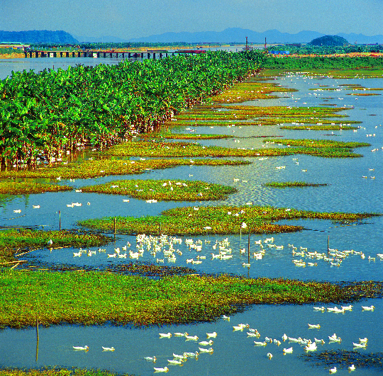 一等奖《湿地上觅食的鸭子》简建文 摄于中山翠亨新区湿地.jpg